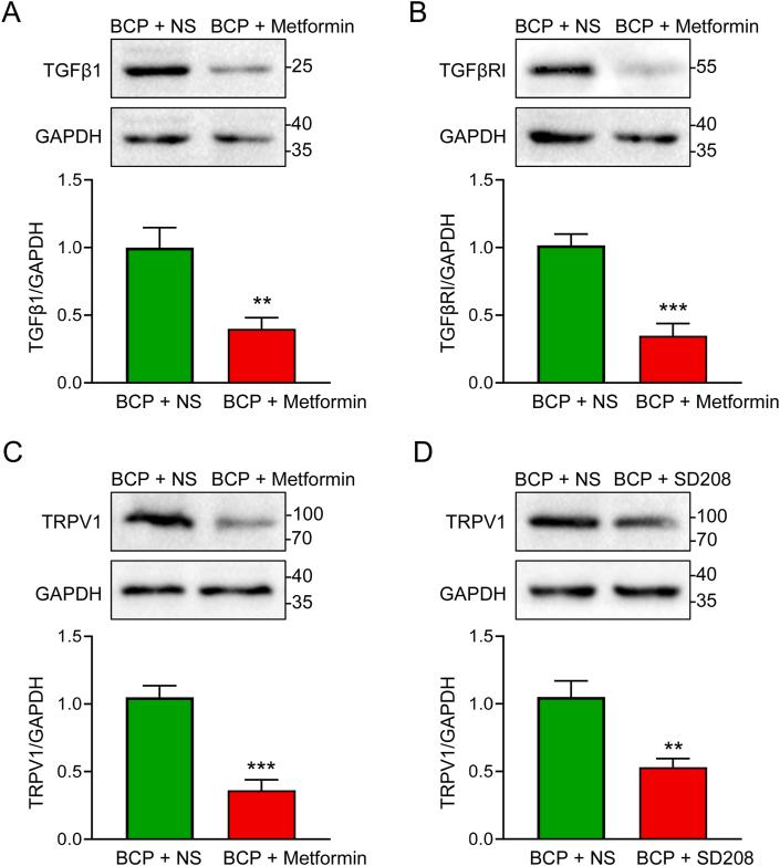 https://cdn.ncbi.nlm.nih.gov/pmc/blobs/eb4d/11328085/66782fef65e2/gr5.jpg