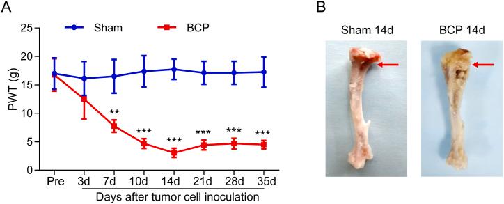 https://cdn.ncbi.nlm.nih.gov/pmc/blobs/eb4d/11328085/7042d3902277/gr1.jpg