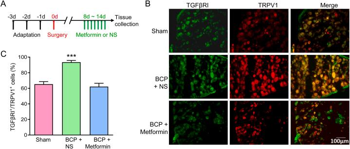 https://cdn.ncbi.nlm.nih.gov/pmc/blobs/eb4d/11328085/abd537b454d6/gr7.jpg