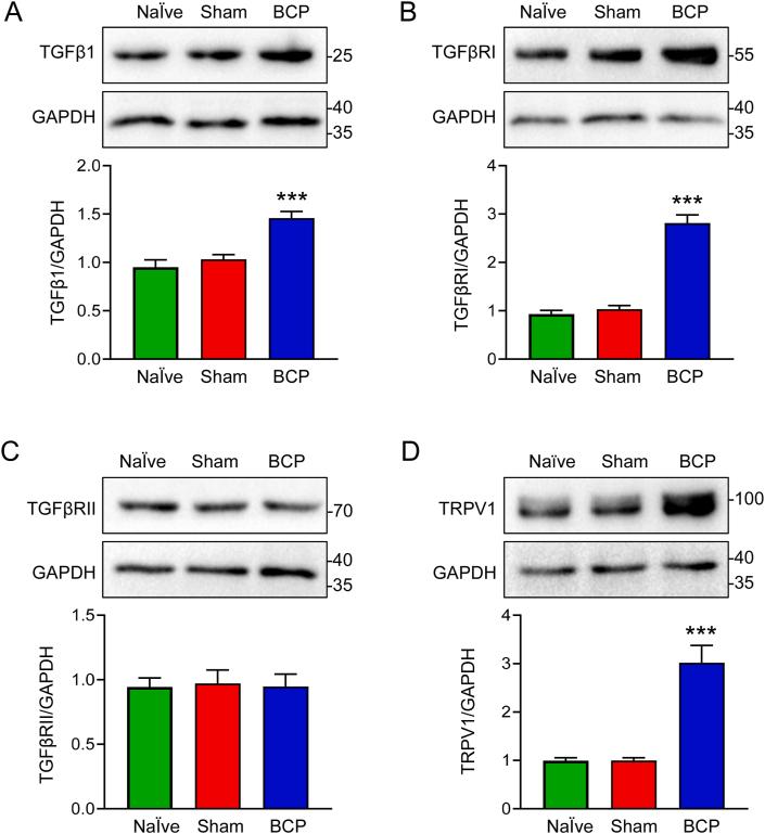 https://cdn.ncbi.nlm.nih.gov/pmc/blobs/eb4d/11328085/cf343f874458/gr2.jpg