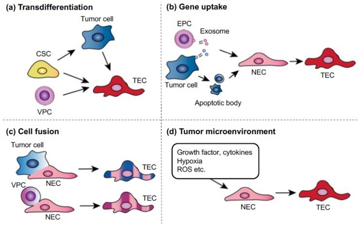 https://cdn.ncbi.nlm.nih.gov/pmc/blobs/eb53/5983794/5c910694019f/ijms-19-01272-g003.jpg