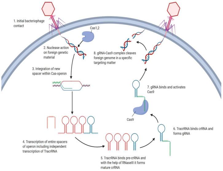 https://cdn.ncbi.nlm.nih.gov/pmc/blobs/eb58/7463827/1cf2ff9787eb/genes-11-00921-g001.jpg