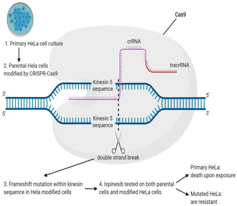 https://cdn.ncbi.nlm.nih.gov/pmc/blobs/eb58/7463827/61f8cd1dc6e8/genes-11-00921-g003.jpg