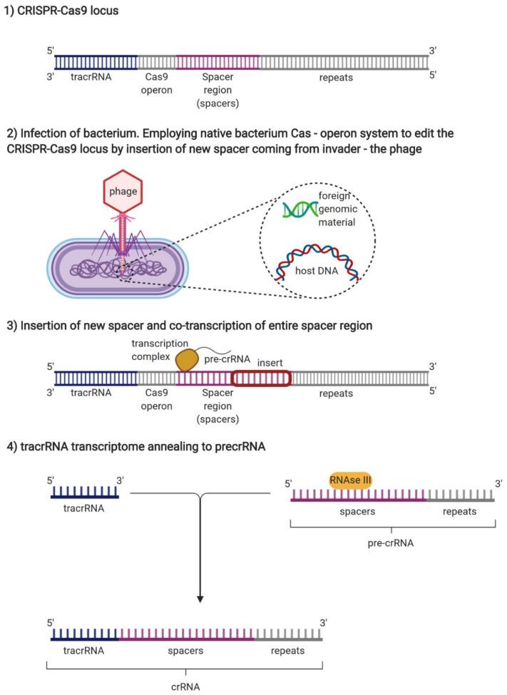 https://cdn.ncbi.nlm.nih.gov/pmc/blobs/eb58/7463827/ea13b5346f90/genes-11-00921-g002a.jpg