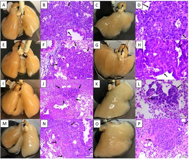 https://cdn.ncbi.nlm.nih.gov/pmc/blobs/eb5e/6224572/602ed49c95d4/41598_2018_34983_Fig4_HTML.jpg