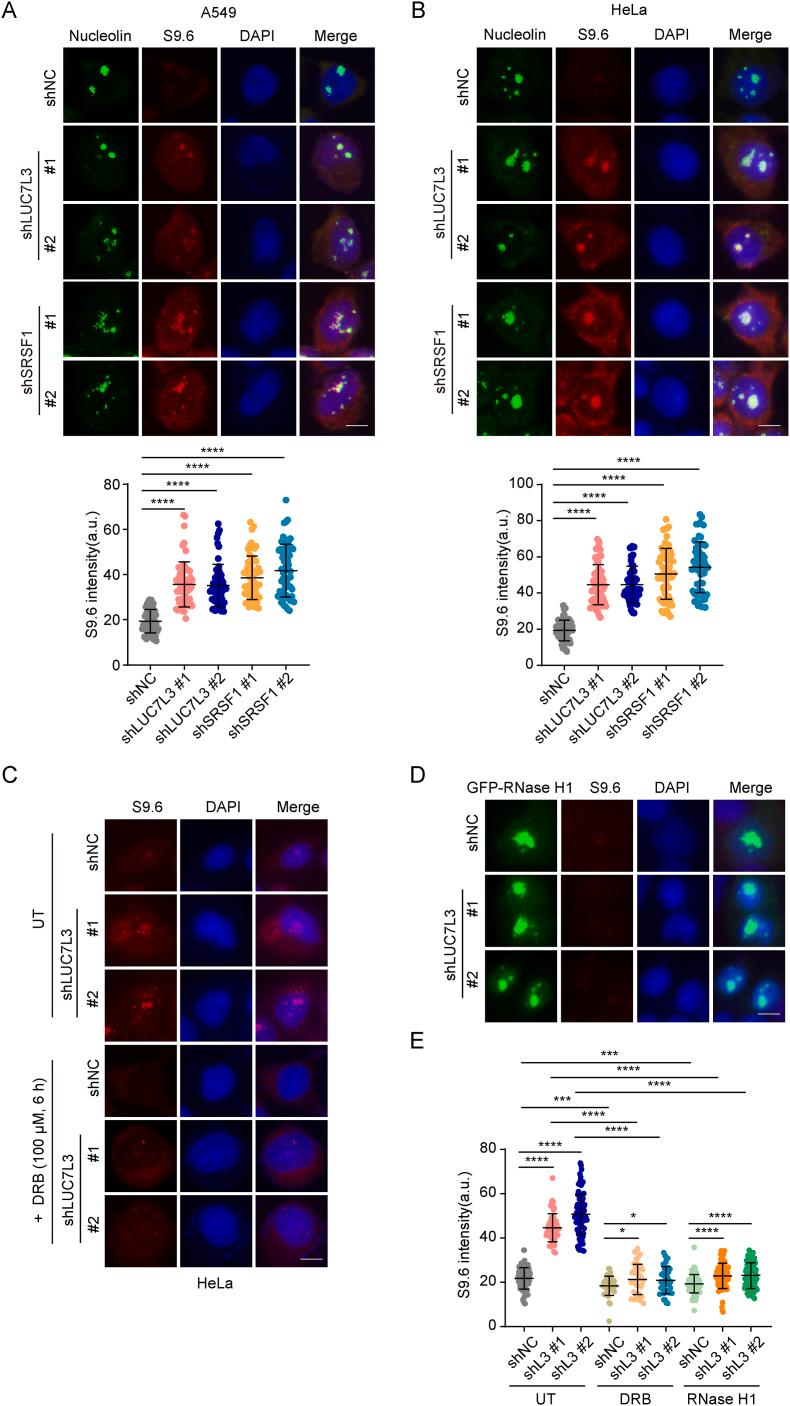 https://cdn.ncbi.nlm.nih.gov/pmc/blobs/eb60/10999515/9228eec0ce09/gr2.jpg