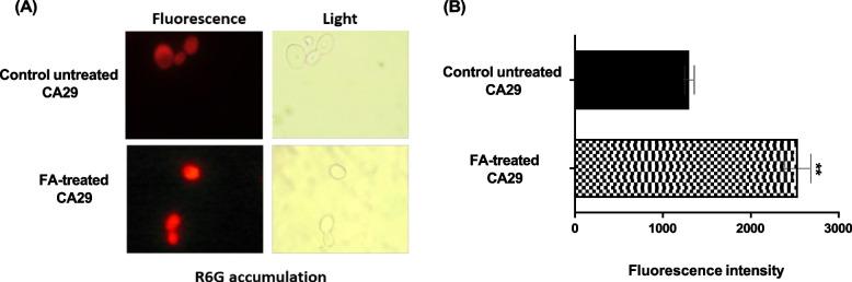 https://cdn.ncbi.nlm.nih.gov/pmc/blobs/eb62/10858509/8dde3ad3d011/12866_2024_3181_Fig3_HTML.jpg