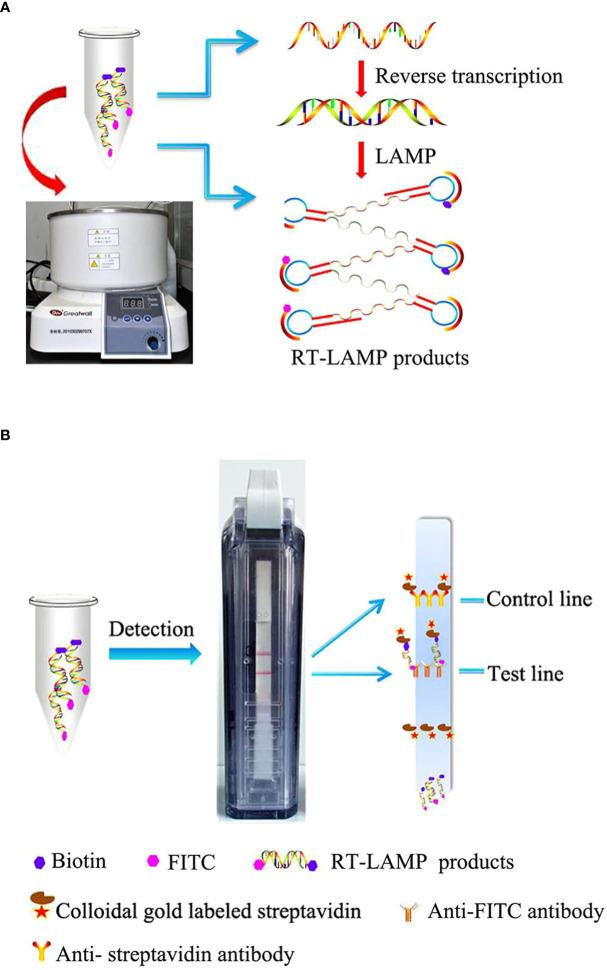 https://cdn.ncbi.nlm.nih.gov/pmc/blobs/eb65/9854263/ea3631019349/fcimb-12-978643-g002.jpg