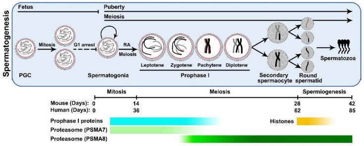 https://cdn.ncbi.nlm.nih.gov/pmc/blobs/eb67/8947704/6a65ce2d7942/cells-11-01058-g001.jpg