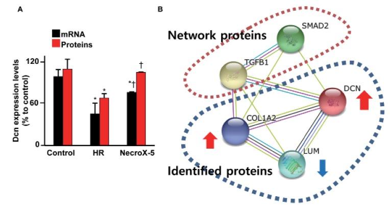 https://cdn.ncbi.nlm.nih.gov/pmc/blobs/eb6a/4860373/be0531103b45/kjpp-20-305-g001.jpg