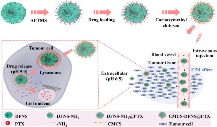 https://cdn.ncbi.nlm.nih.gov/pmc/blobs/eb6e/11097044/69a00340b8f3/j_biol-2022-0867-fig002.jpg