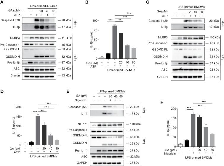 https://cdn.ncbi.nlm.nih.gov/pmc/blobs/eb6f/7750458/16092e39fa11/fimmu-11-580593-g002.jpg