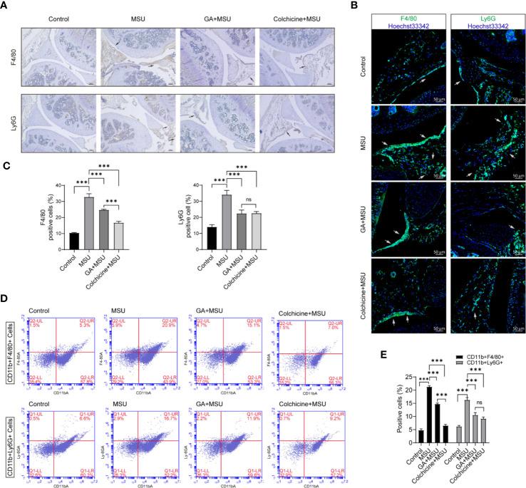 https://cdn.ncbi.nlm.nih.gov/pmc/blobs/eb6f/7750458/bc8059dd6565/fimmu-11-580593-g007.jpg