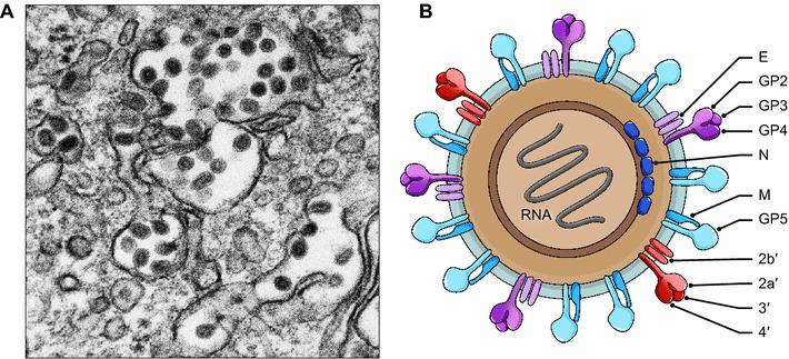 https://cdn.ncbi.nlm.nih.gov/pmc/blobs/eb70/7087239/b88d0d3de709/705_2015_2672_Fig1_HTML.jpg