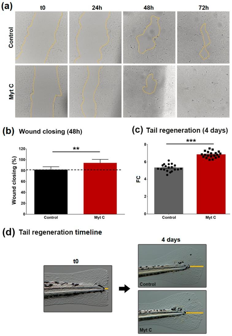 https://cdn.ncbi.nlm.nih.gov/pmc/blobs/eb74/7023338/d4dfd098d808/biomolecules-10-00133-g006.jpg