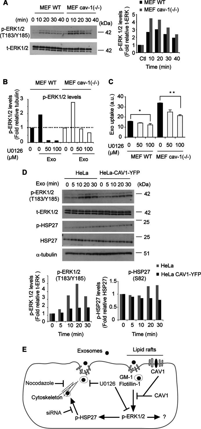 https://cdn.ncbi.nlm.nih.gov/pmc/blobs/eb7a/3682571/6269fe8cc988/zbc0291353460005.jpg