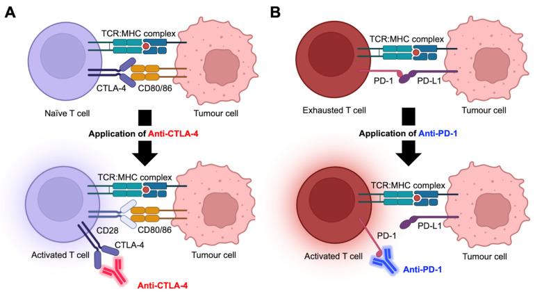 https://cdn.ncbi.nlm.nih.gov/pmc/blobs/eb7c/11050678/3506664b5de1/ijms-25-04243-g001.jpg