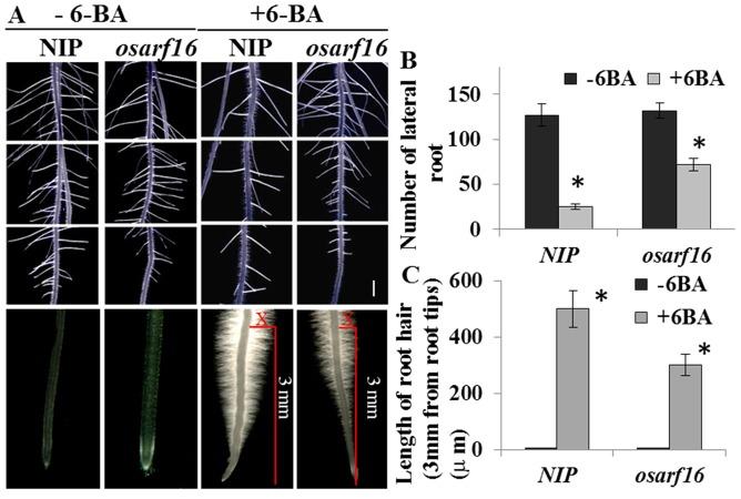 https://cdn.ncbi.nlm.nih.gov/pmc/blobs/eb7f/4227850/3d23f7978d73/pone.0112906.g002.jpg