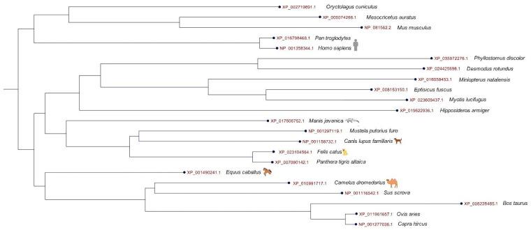 https://cdn.ncbi.nlm.nih.gov/pmc/blobs/eb80/9913536/5b3f9c673e85/animals-13-00524-g001.jpg