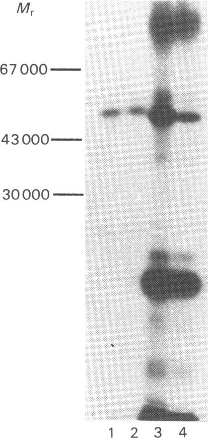 https://cdn.ncbi.nlm.nih.gov/pmc/blobs/eb83/1144047/07ada6e6a0fd/biochemj00323-0090-a.jpg