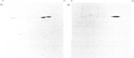 https://cdn.ncbi.nlm.nih.gov/pmc/blobs/eb83/1144047/5d4f8b374421/biochemj00323-0091-a.jpg
