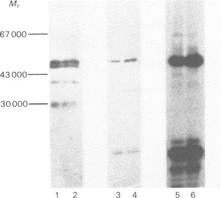 https://cdn.ncbi.nlm.nih.gov/pmc/blobs/eb83/1144047/669ba04ea8b0/biochemj00323-0090-b.jpg