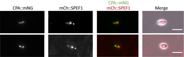 https://cdn.ncbi.nlm.nih.gov/pmc/blobs/eb83/7002101/32e7d5ce98a4/MBO3-9-e969-g006.jpg