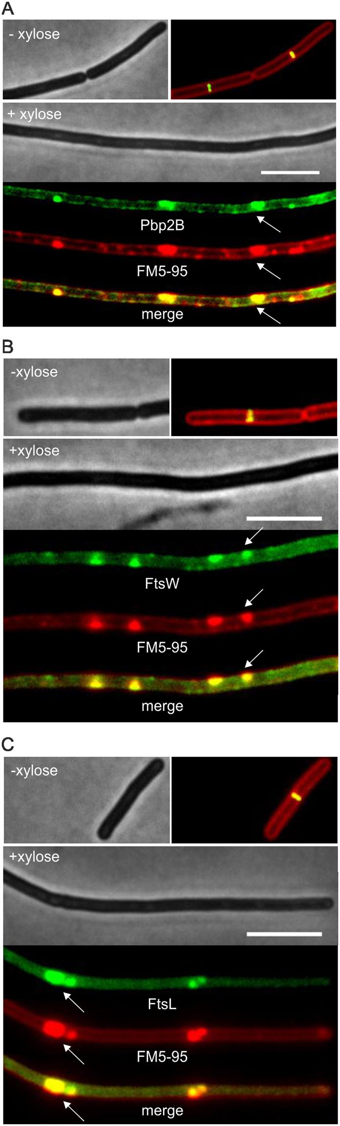 https://cdn.ncbi.nlm.nih.gov/pmc/blobs/eb85/5717166/129a374d349d/41598_2017_17155_Fig4_HTML.jpg
