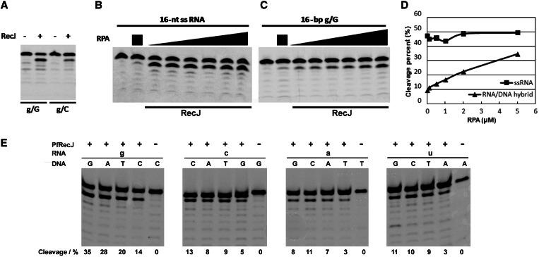 https://cdn.ncbi.nlm.nih.gov/pmc/blobs/eb86/3675489/863743c88cee/gkt275f4p.jpg