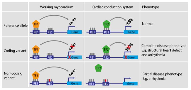 https://cdn.ncbi.nlm.nih.gov/pmc/blobs/eb88/10777909/164c8869e3e0/cells-13-00004-g002.jpg