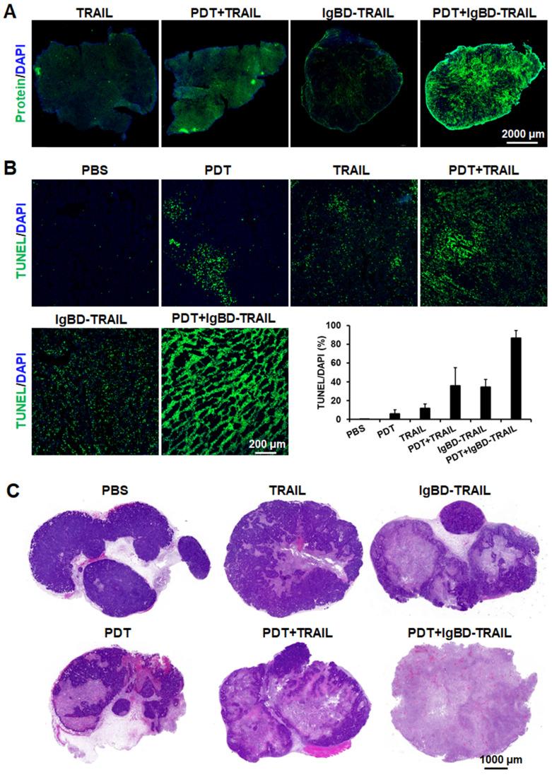 https://cdn.ncbi.nlm.nih.gov/pmc/blobs/eb8a/7977453/6a108954a6be/thnov11p4281g005.jpg