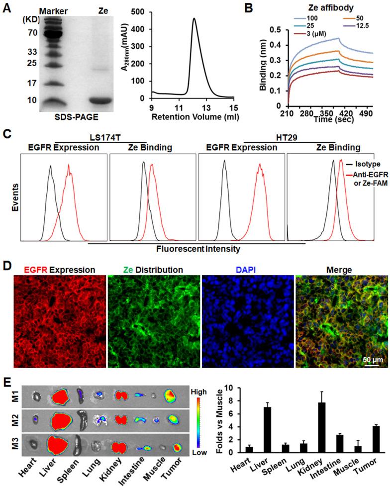 https://cdn.ncbi.nlm.nih.gov/pmc/blobs/eb8a/7977453/6c7a941e8ce2/thnov11p4281g002.jpg
