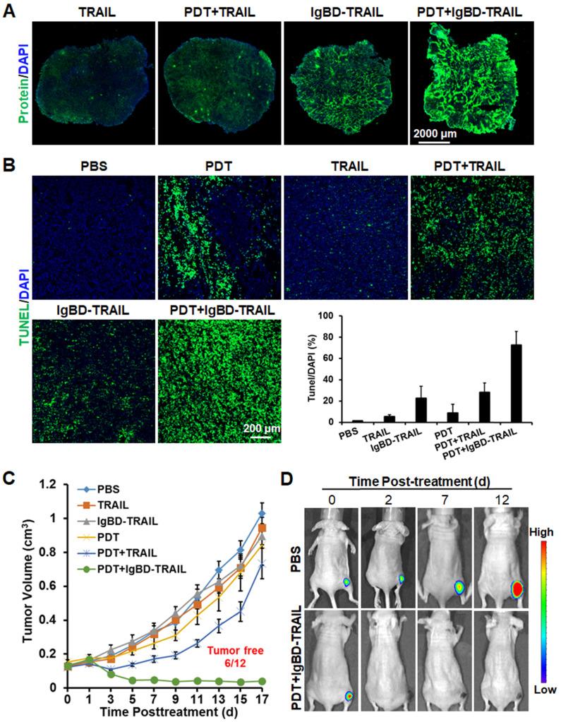https://cdn.ncbi.nlm.nih.gov/pmc/blobs/eb8a/7977453/d2943d26b186/thnov11p4281g007.jpg
