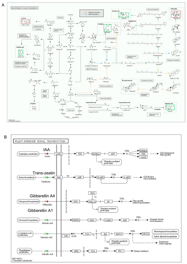 https://cdn.ncbi.nlm.nih.gov/pmc/blobs/eb8c/11991534/66a413088d2c/plants-14-01126-g012.jpg