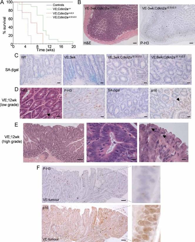 https://cdn.ncbi.nlm.nih.gov/pmc/blobs/eb8c/3394506/d7ada25cdc21/emmm0002-0458-f5.jpg