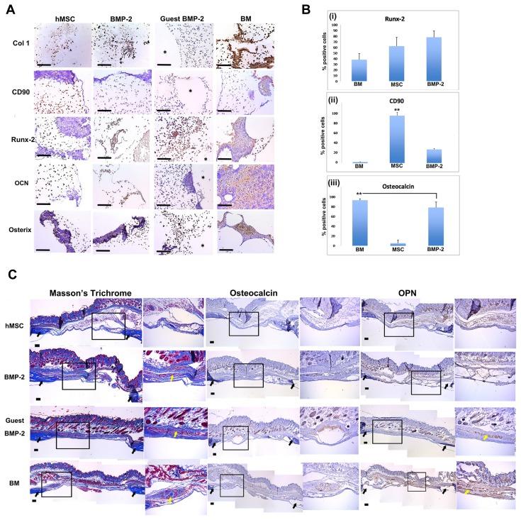 https://cdn.ncbi.nlm.nih.gov/pmc/blobs/eb99/6315316/b70852420812/molce-41-12-1016f2.jpg