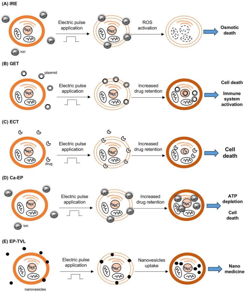 https://cdn.ncbi.nlm.nih.gov/pmc/blobs/eb9a/10930471/bf8af48db9b4/cancers-16-01067-g001.jpg