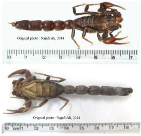 https://cdn.ncbi.nlm.nih.gov/pmc/blobs/eb9d/6297727/89e24ed9b237/JAD-12-296-g007.jpg