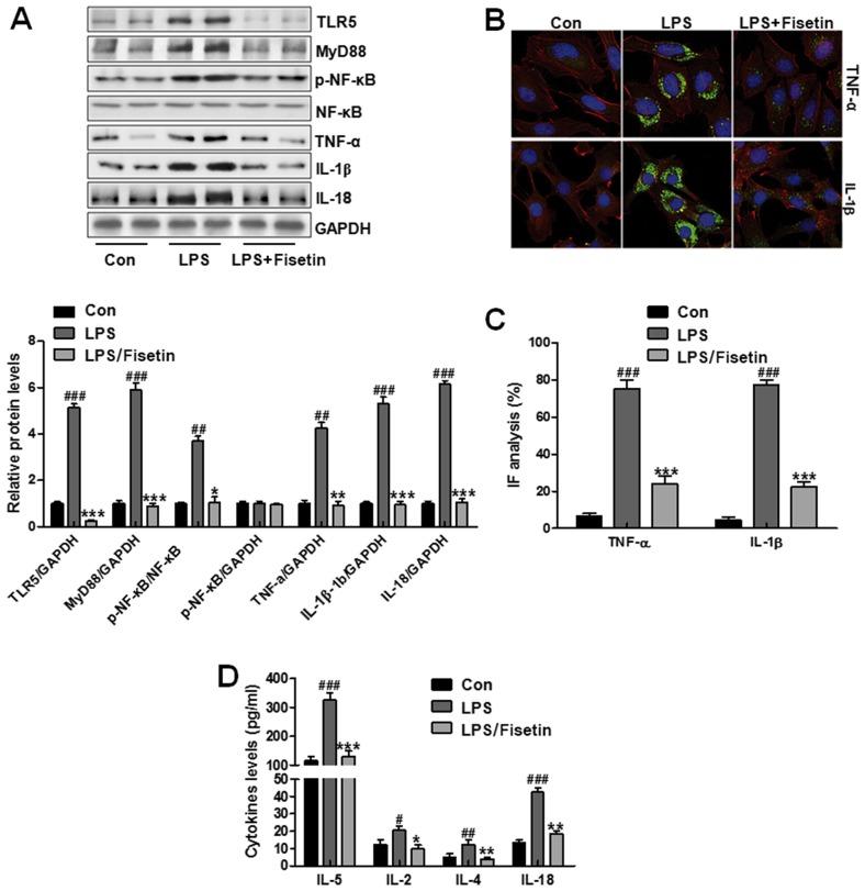 https://cdn.ncbi.nlm.nih.gov/pmc/blobs/eb9e/5979929/7a2629def41a/IJMM-42-01-0208-g06.jpg