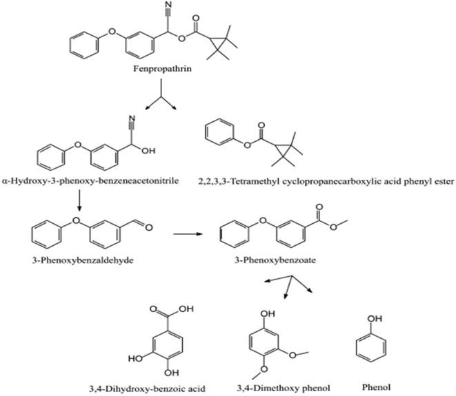 https://cdn.ncbi.nlm.nih.gov/pmc/blobs/eb9f/7581956/115f46f03c08/fbioe-08-570307-g0007.jpg
