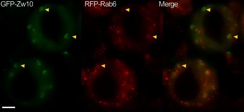 https://cdn.ncbi.nlm.nih.gov/pmc/blobs/eba5/4469085/c7e4c5198c40/10577_2015_9472_Fig2_HTML.jpg