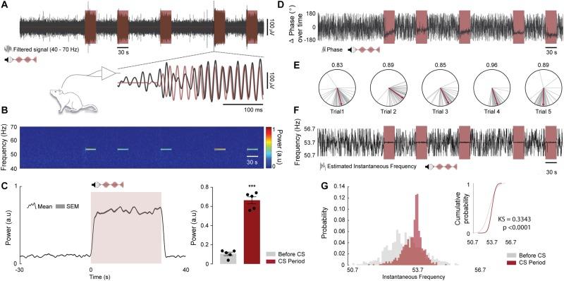 https://cdn.ncbi.nlm.nih.gov/pmc/blobs/eba9/6853868/8a25ae009280/fnins-13-01193-g007.jpg