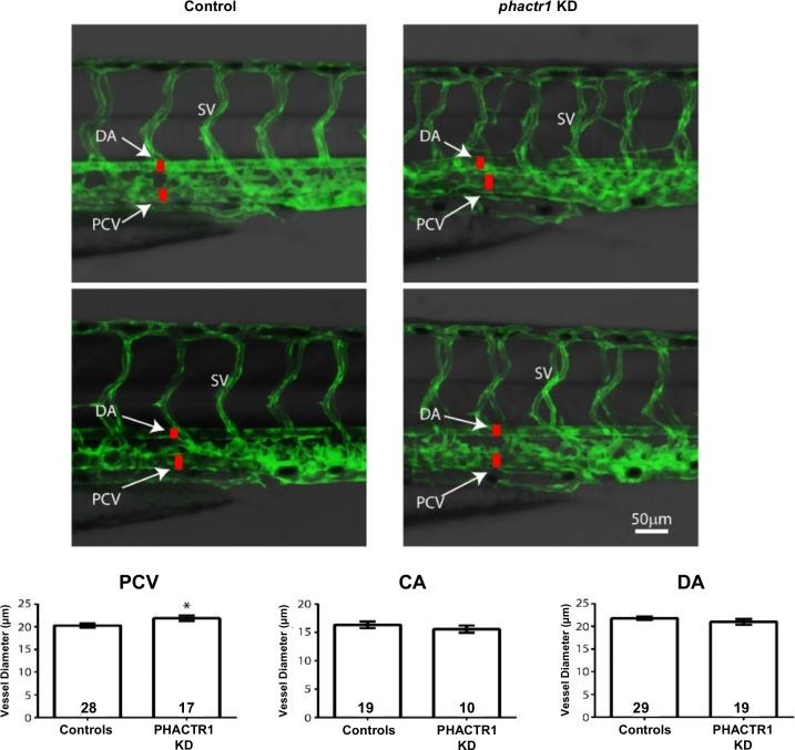 https://cdn.ncbi.nlm.nih.gov/pmc/blobs/ebaa/5085032/25030a78e4a0/pgen.1006367.g003.jpg