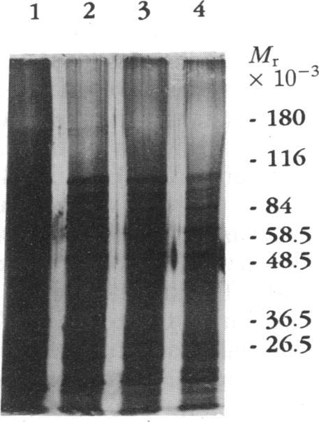 https://cdn.ncbi.nlm.nih.gov/pmc/blobs/ebb0/53897/3605dc2c8018/pnas01034-0104-b.jpg