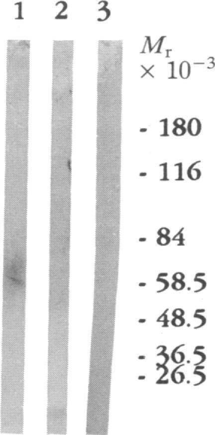 https://cdn.ncbi.nlm.nih.gov/pmc/blobs/ebb0/53897/671190191b8a/pnas01034-0105-a.jpg