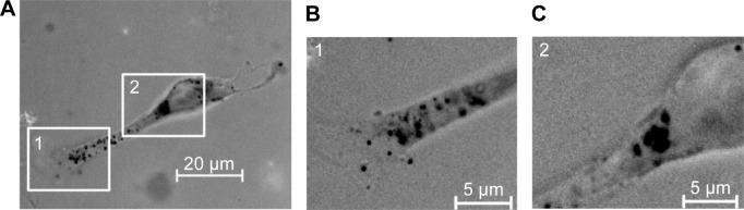 https://cdn.ncbi.nlm.nih.gov/pmc/blobs/ebb1/4572731/52b52948a123/ijn-10-5687Fig4.jpg