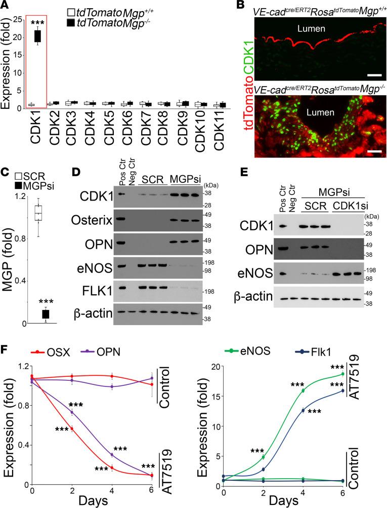 https://cdn.ncbi.nlm.nih.gov/pmc/blobs/ebb3/10972591/8b44be5fb6e4/jciinsight-9-176065-g085.jpg