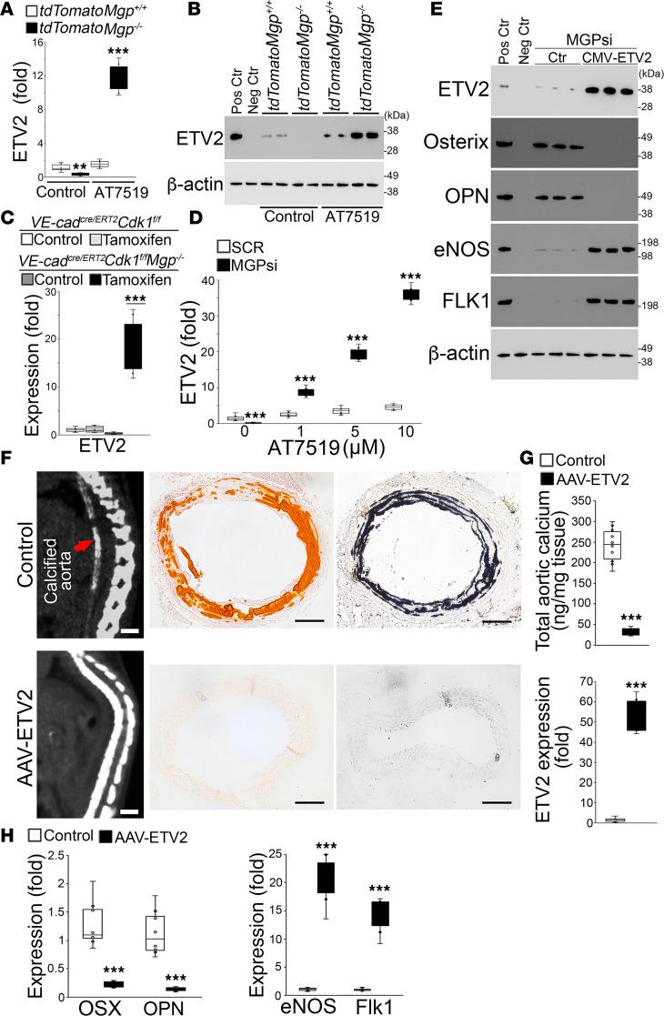 https://cdn.ncbi.nlm.nih.gov/pmc/blobs/ebb3/10972591/9db7cd3984bc/jciinsight-9-176065-g087.jpg