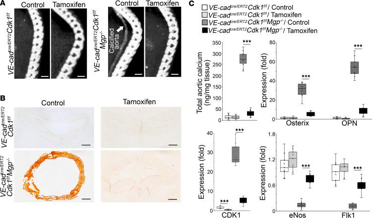 https://cdn.ncbi.nlm.nih.gov/pmc/blobs/ebb3/10972591/ee3c4134eea6/jciinsight-9-176065-g086.jpg