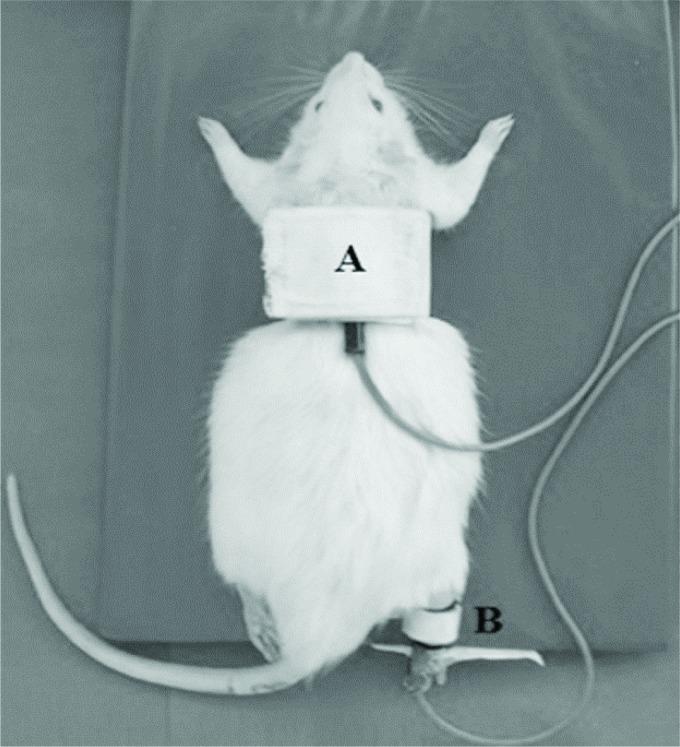 https://cdn.ncbi.nlm.nih.gov/pmc/blobs/ebb6/4668336/7f5765f818d0/rbfis-19-06-0433-gf01.jpg